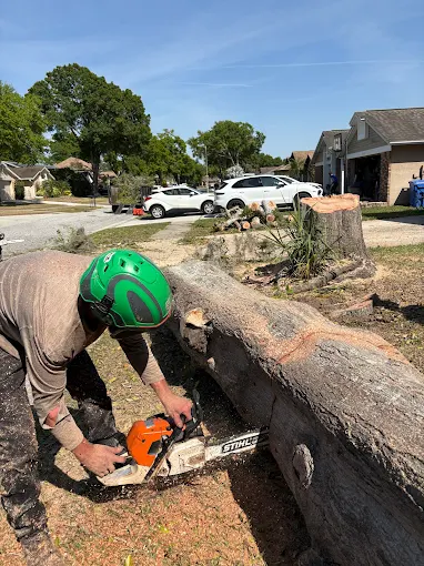 Crew cutting down a large oak trunk before grinding the stump