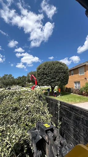 Crew loading brush after a canopy trim on a residential property
